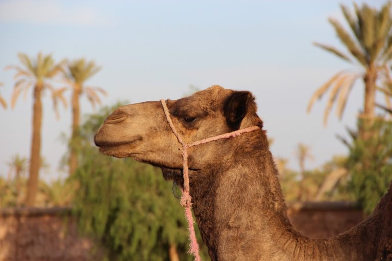 camel, marrakech, animal